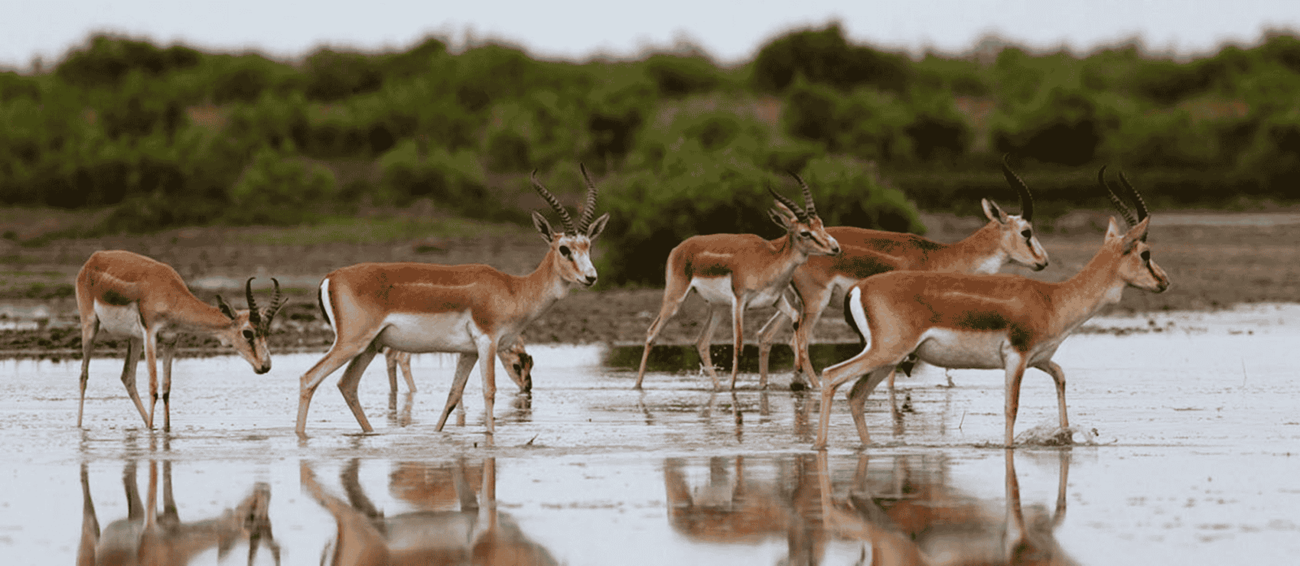 Shirvan National Park: Azerbaijan's Protected Oasis